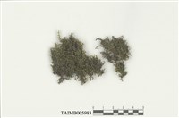 藏品(爪哇扁萼蘚)的圖片